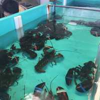 <p>The lobster tank shows off the fresh options at Bridgeport Lobster and Shellfish. </p>