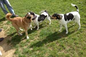 Bedford To Hold Free Dog Park Discussion