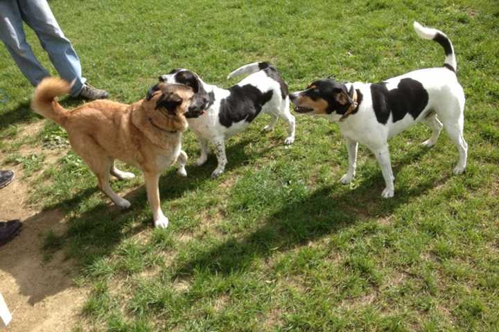 Bedford To Hold Free Dog Park Discussion
