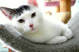Norwalk Animal Hospital Named Cat-Friendly Practice