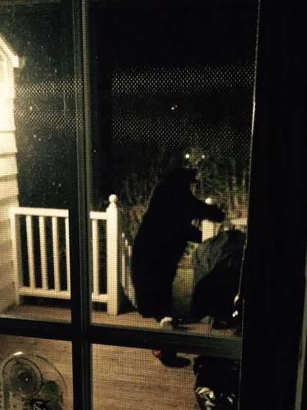 Black Bear Wanders Onto Deck Of Darien Home, Munches At Bird Feeder