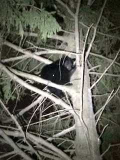 Conservationist To Tell Tales Of Black Bears At Trumbull Library