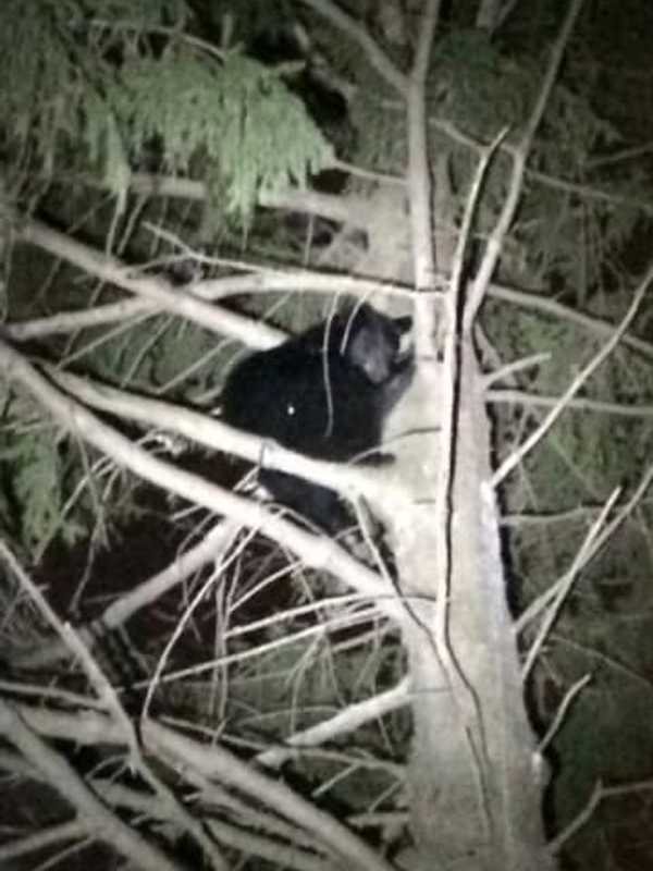 Conservationist To Tell Tales Of Black Bears At Trumbull Library