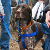 <p>Some walkers are accompanied by their canine friends. </p>