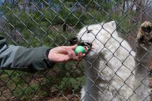 Dancing (And Easter Egg Hunting) With Wolves In South Salem