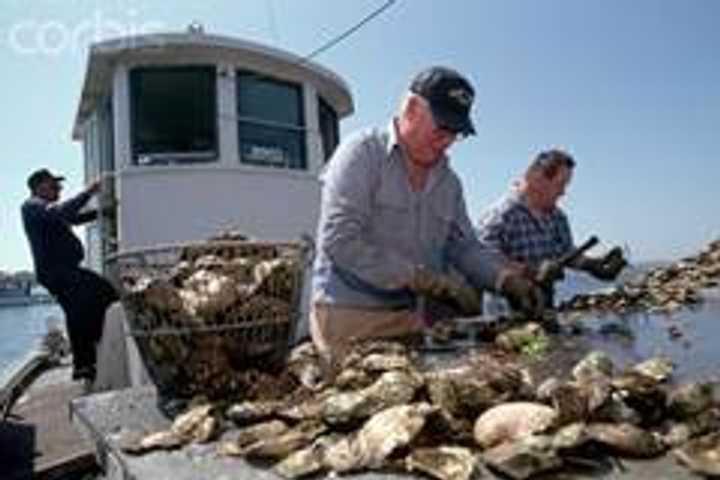 Bridgeport Hosting Summit On Nitrogen Pollution In Long Island Sound