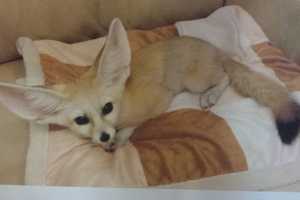 Missing White Plains Fennec Fox May Have Been Spotted In Harrison