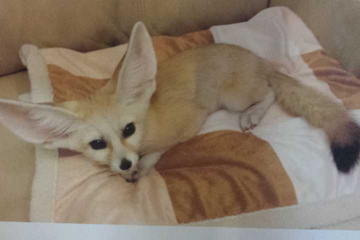 Missing White Plains Fennec Fox May Have Been Spotted In Harrison