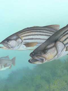Four Men Charged With Poaching Underweight Stripers In Shelton