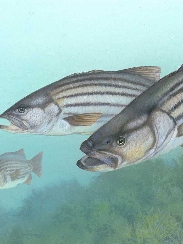 Four Men Charged With Poaching Underweight Stripers In Shelton