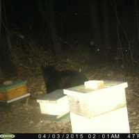 <p>A bear at Peter Pratt&#x27;s Inn at Yorktown.</p>