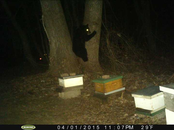 A bear climbing a tree at Peter Pratt&#x27;s Inn at Yorktown. 