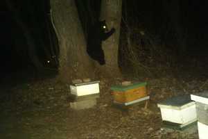 Bear Spotting Tops Last Week's News Around Yorktown
