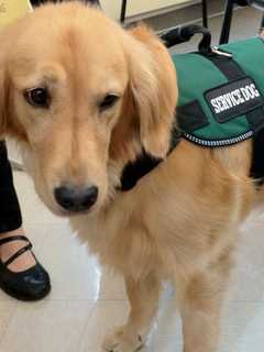 Englewood Library Hosts Caryl Swain in Discussion on Dog Training