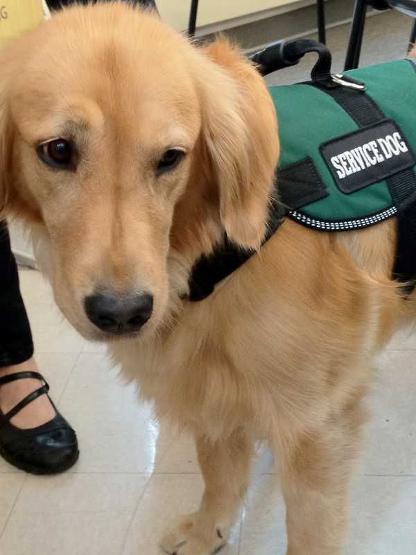Englewood Library Hosts Caryl Swain in Discussion on Dog Training