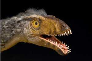 'Madagascar: Ghosts Of The Past' Exhibit Opens At Greenwich's Bruce Museum