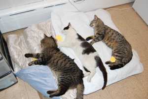 Harrison Rescues, Spays, Neuters 60 Feral Cats