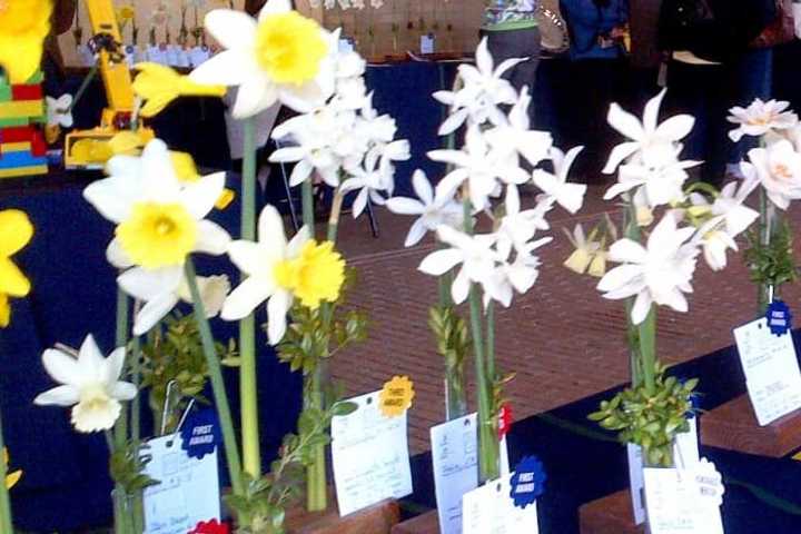 Little Garden Club's Annual Daffodil Show Rescheduled In Rye