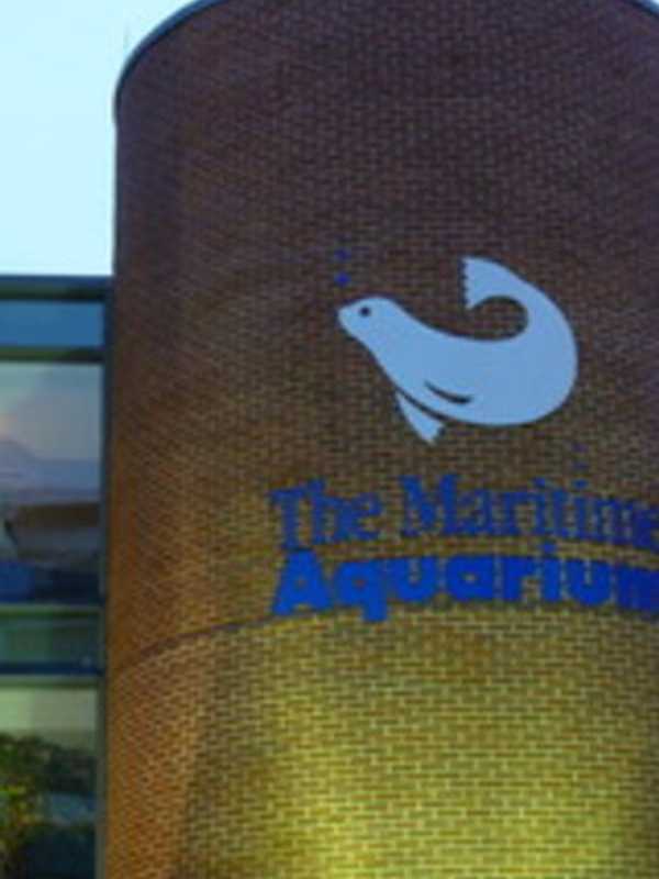Help Monarch Butterflies At Maritime Aquarium's Earth Day Celebration