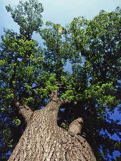 Bedford Celebrates Arbor Day