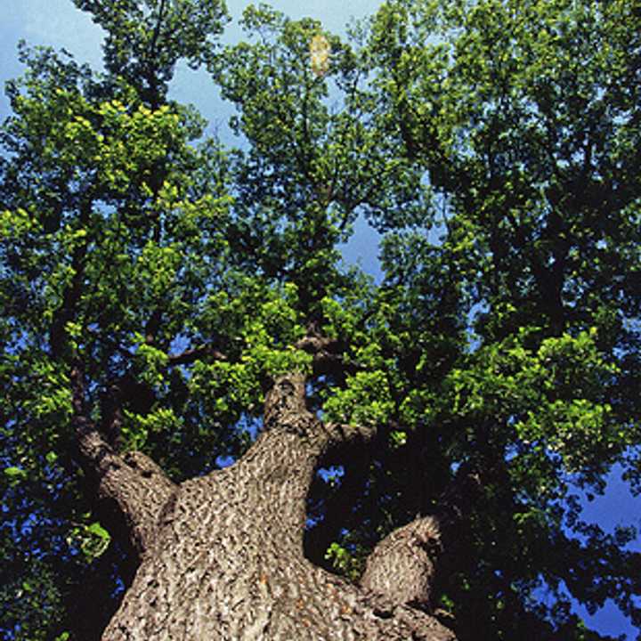 Celebrate Arbor Day on April 24 with fun facts and tree-related activities.