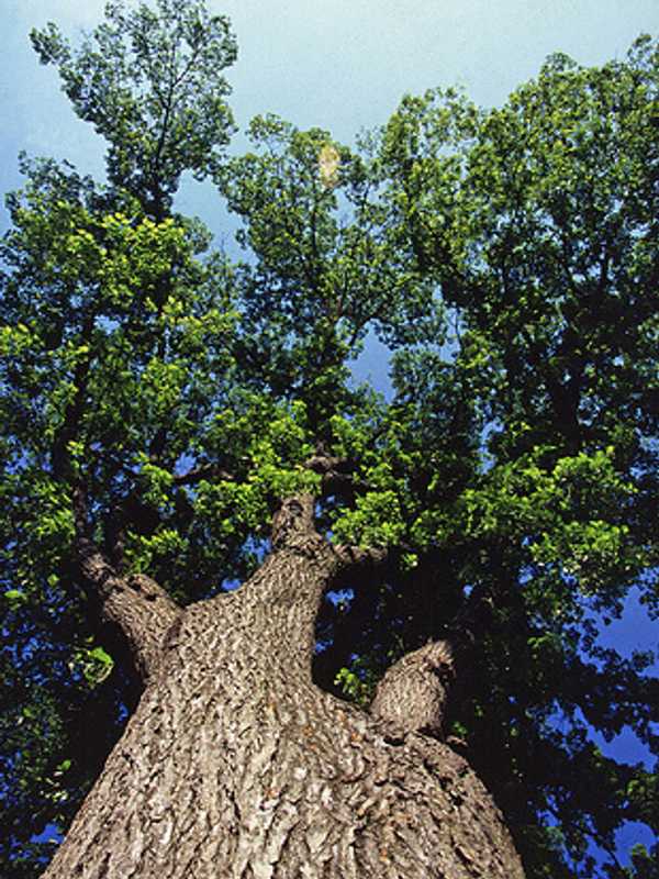 Bedford Celebrates Arbor Day