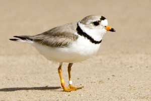 Westport's Cockenoe Island Preparing For Flocks Of Summer Visitors 