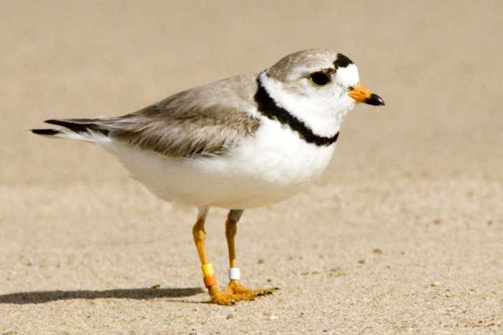 Westport's Cockenoe Island Preparing For Flocks Of Summer Visitors 