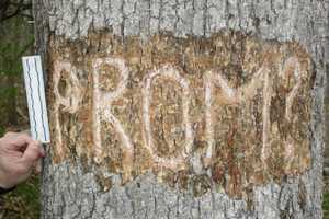 Police: Vandal Carved 'Prom' Into Tree At Park In Wilton