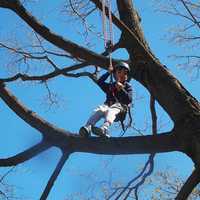 <p>A Junior Climber enjoys the birds-eye view of Wave Hill from the top of a large sugar maple tree.</p>