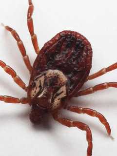 Ticks Remaining Active Amid Warmer Than Average Fall Temps, State Warns