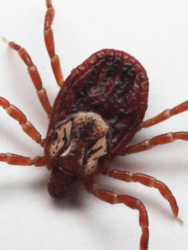 Ticks Remaining Active Amid Warmer Than Average Fall Temps, State Warns