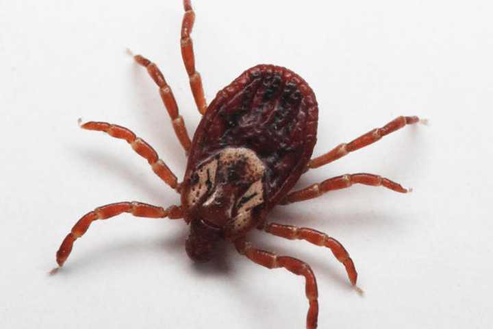 Expect to see more ticks than usual this year. 