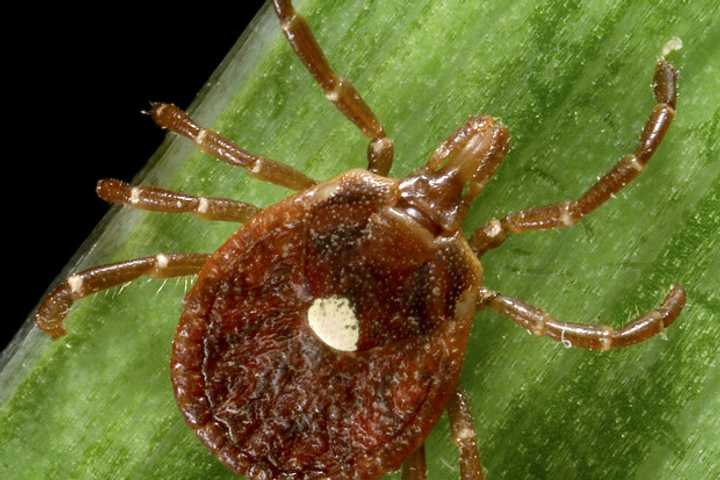 Expect to see more ticks than usual this year. 