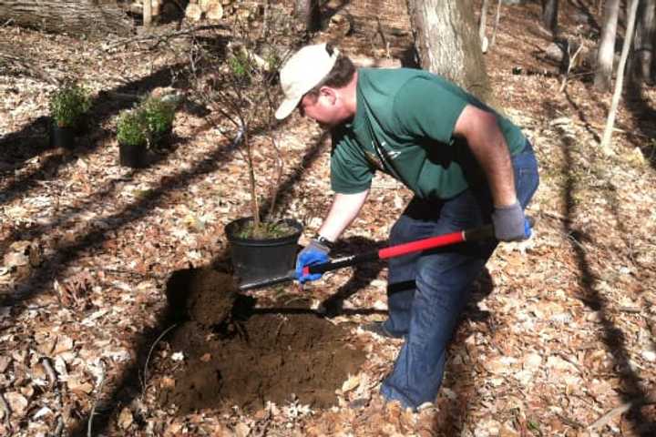 Aquarion Workers Dig In To Fight Erosion At Mianus River Park In Stamford