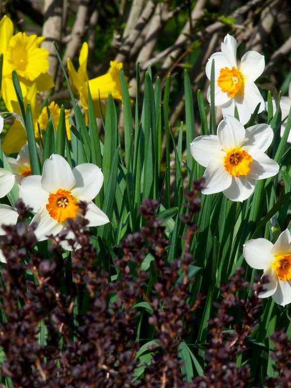 So Long April Showers: Sun Returns To North Passaic This Week