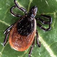 <p>The Westchester County Health Department is reminding residents to be aware of ticks this summer.</p>