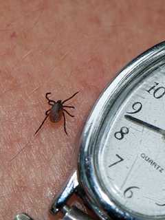 Man Dies Of Tick-Borne Disease Near Putnam