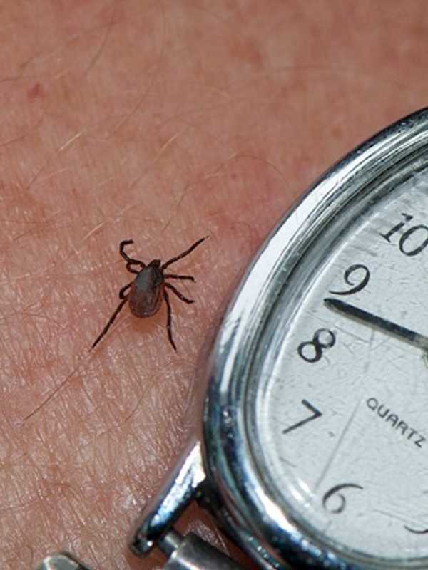 Man Dies Of Tick-Borne Disease Near Putnam