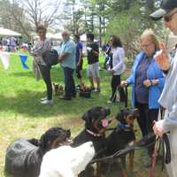 <p>Joe Kraemer has the attention of his rottweilers at the SPCA Dog Fair in Yorktown. </p>