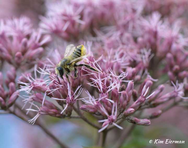 Leafcutter bee on Joe-Pye Weed.
