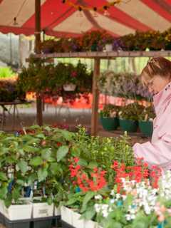 Teatown Hosts Plant Sale Mother's Day Weekend