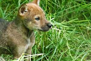 Throw Mama To The Wolves At Wolf Conservation Center