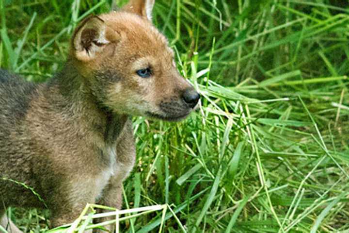 Throw Mama To The Wolves At Wolf Conservation Center