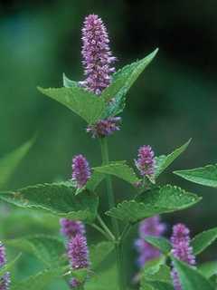Stamford's Bartlett Arboretum Shares Plant Ideas For Mother's Day
