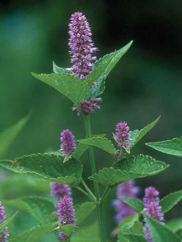 Stamford's Bartlett Arboretum Shares Plant Ideas For Mother's Day