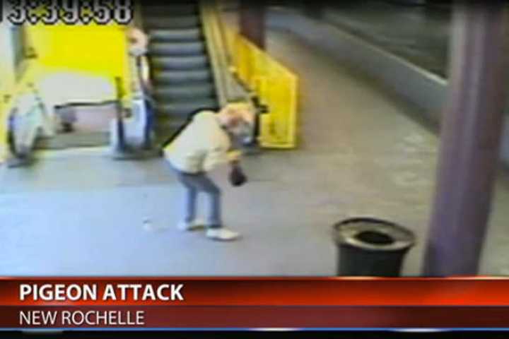Video Shows Woman Being Attacked By Pigeon In New Rochelle
