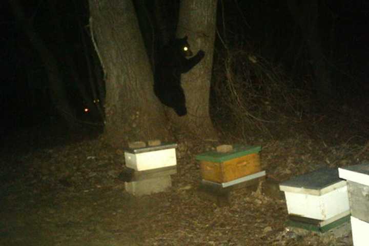 Bear Is Chased Off Alpaca Farm By Police In Yorktown Heights