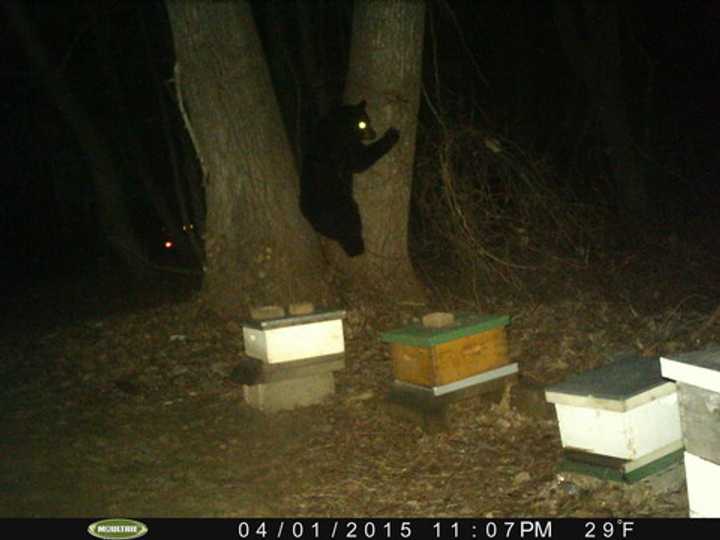 A bear at Peter Pratt&#x27;s Inn in Yorktown. A bear was spotted on an alpaca farm in Yorktown Wednesday.