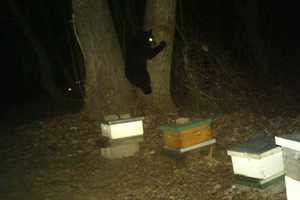 School Recess Moved Inside After Black Bear Sighting In Ossining